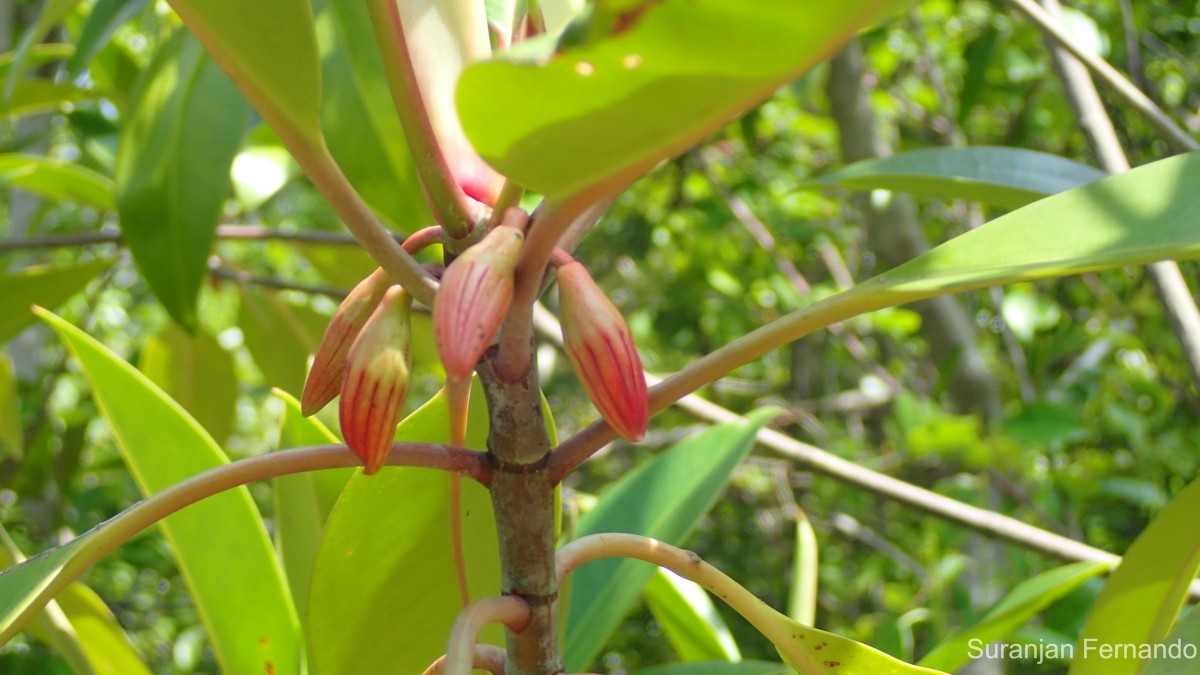 Bruguiera gymnorhiza (L.) Lam.